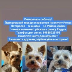 Подробнее об объявлении «Пропала собака кобель милый малыш рокки Таганрог» Фото: пропала собака  «Пропала собака кобель милый малыш рокки Таганрог» в г. Таганрог