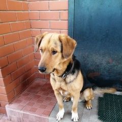 Подробнее об объявлении «Пропала собака кобель Чебоксары» Фото: пропала собака  «Пропала собака кобель Чебоксары» в г. Чебоксары