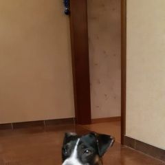 Подробнее об объявлении «Красноярск Пропала собака кобель» Фото: пропала собака Джек рассел терьер «Красноярск Пропала собака кобель» в г. Красноярск