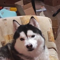 Подробнее об объявлении «Пропала собака кобель сбежал со двора хаски Ульяновск» Фото: пропала собака Сибирская хаски «Пропала собака кобель сбежал со двора хаски...» в г. Ульяновск