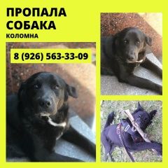 Подробнее об объявлении «Коломна Пропала собака» Фото: пропала собака  «Коломна Пропала собака» в г. Коломна