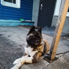 Подробнее об объявлении «Омск Пропала собака» Фото: пропала собака Акита-ину «Омск Пропала собака» в г. Омск