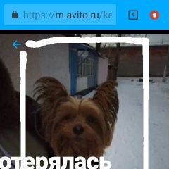 Подробнее об объявлении «Пропала собака кобель Кемерово» Фото: пропала собака Йоркширский терьер «Пропала собака кобель Кемерово» в г. Кемерово