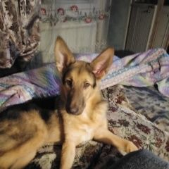 Подробнее об объявлении «Пропала собака Санкт-Петербург» Фото: пропала собака Немецкая овчарка «Пропала собака Санкт-Петербург» в г. Санкт-Петербург