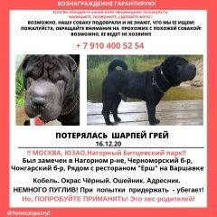 Подробнее об объявлении «Пропала собака кобель Москва» Фото: пропала собака Шар-пей «Пропала собака кобель Москва» в г. Москва