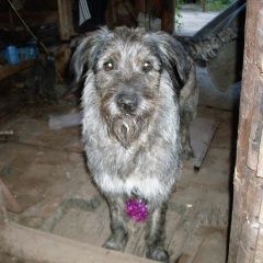 Подробнее об объявлении «Пропала собака машенька Нижний Новгород» Фото: пропала собака  «Пропала собака машенька Нижний Новгород» в г. Нижний Новгород