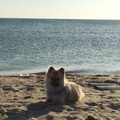 Подробнее об объявлении «Анапа Пропала собака» Фото: пропала собака  «Анапа Пропала собака» в г. Анапа