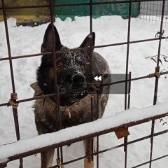 Подробнее об объявлении «Пропала собака Новокузнецк» Фото: пропала собака  «Пропала собака Новокузнецк» в г. Новокузнецк