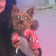 Подробнее об объявлении «Пропала собака кобель Уфа» Фото: пропала собака  «Пропала собака кобель Уфа» в г. Уфа