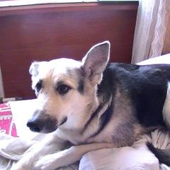 Подробнее об объявлении «Пропала собака без ошейника. Хабаровск» Фото: пропала собака Восточно-европейская овчарка «Пропала собака без ошейника. Хабаровск» в г. Хабаровск