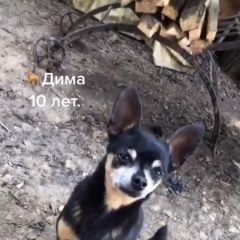Подробнее об объявлении «Пропала собака кобель Москва» Фото: пропала собака Той-терьер «Пропала собака кобель Москва» в г. Москва