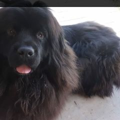 Подробнее об объявлении «Пропала собака Нарофоминск» Фото: пропала собака Ньюфаундленд «Пропала собака Нарофоминск» в г. Нарофоминск