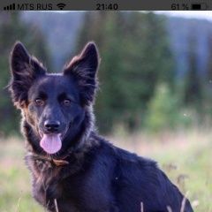 Подробнее об объявлении «Белоярский (Свердловская обл.) Пропала собака кобель пёс, черныш, дворняга» Фото: пропала собака  «Белоярский (Свердловская обл.) Пропала собака...» в г. Белоярский (Свердловская обл.)