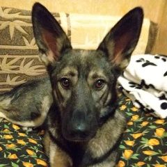 Подробнее об объявлении «Пропала собака кобель Зеленоград» Фото: пропала собака  «Пропала собака кобель Зеленоград» в г. Зеленоград