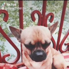 Подробнее об объявлении «Челябинск Пропала собака кобель очень сильно скучаем» Фото: пропала собака Чихуахуа «Челябинск Пропала собака кобель очень сильно...» в г. Челябинск