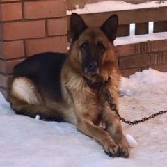 Подробнее об объявлении «Пропала собака кобель Чебоксары» Фото: пропала собака  «Пропала собака кобель Чебоксары» в г. Чебоксары