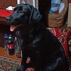 Подробнее об объявлении «Пенза Пропала собака черный лабрадор» Фото: пропала собака  «Пенза Пропала собака черный лабрадор» в г. Пенза