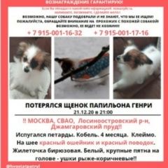 Подробнее об объявлении «Пропала собака кобель щенок папийон Москва» Фото: пропала собака Папильон ( папийон) «Пропала собака кобель щенок папийон Москва» в г. Москва