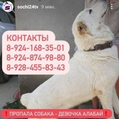 Подробнее об объявлении «Пропала собака Сочи» Фото: пропала собака  «Пропала собака Сочи» в г. Сочи