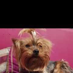 Подробнее об объявлении «Пропала собака помогите пожалуйста найти Симферополь» Фото: пропала собака Йоркширский терьер «Пропала собака помогите пожалуйста найти...» в г. Симферополь