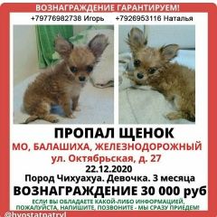 Подробнее об объявлении «Железнодорожный (Московск.) Пропала собака» Фото: пропала собака Чихуахуа «Железнодорожный (Московск.) Пропала собака» в г. Железнодорожный (Московск.)