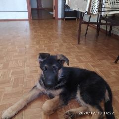 Подробнее об объявлении «Тюмень Пропала собака кобель» Фото: пропала собака Немецкая овчарка «Тюмень Пропала собака кобель» в г. Тюмень