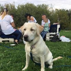Подробнее об объявлении «Лобня Пропала собака очень просим вашей помощи» Фото: пропала собака Лабрадор ретривер «Лобня Пропала собака очень просим вашей помощи» в г. Лобня
