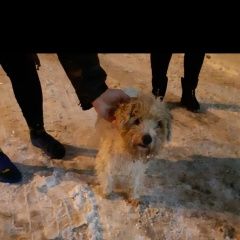 Подробнее об объявлении «Мурманск Пропала собака кобель» Фото: пропала собака  «Мурманск Пропала собака кобель» в г. Мурманск