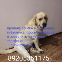 Подробнее об объявлении «Пропала собака кобель в с большая кузьмин лабрадор бел Липецк» Фото: пропала собака Лабрадор ретривер «Пропала собака кобель в с большая кузьмин...» в г. Липецк