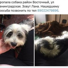 Подробнее об объявлении «Оренбург Пропала собака помогите найти» Фото: пропала собака  «Оренбург Пропала собака помогите найти» в г. Оренбург