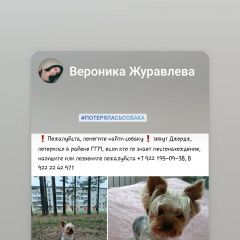 Подробнее об объявлении «Нижний Тагил Пропала собака кобель» Фото: пропала собака Йоркширский терьер «Нижний Тагил Пропала собака кобель» в г. Нижний Тагил