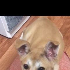 Подробнее об объявлении «Пропала собака Владикавказ» Фото: пропала собака  «Пропала собака Владикавказ» в г. Владикавказ