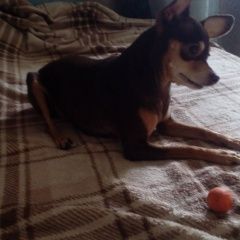 Подробнее об объявлении «Санкт-Петербург Пропала собака» Фото: пропала собака Русский той-терьер «Санкт-Петербург Пропала собака» в г. Санкт-Петербург