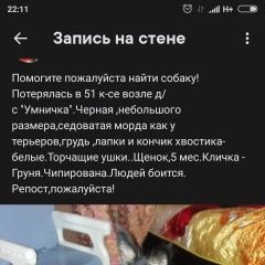 Подробнее об объявлении «Набережные Челны Пропала собака чипированна» Фото: пропала собака  «Набережные Челны Пропала собака чипированна» в г. Набережные Челны