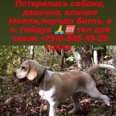 Подробнее об объявлении «Пропала собака бигль кличка молли Новороссийск» Фото: пропала собака Бигль «Пропала собака бигль кличка молли Новороссийск» в г. Новороссийск
