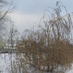 ����: ������� ������ ����-����� ������� ������� ������ ������� � �. ������