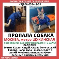 Подробнее об объявлении «Пропала собака кобель мигель, 27.12 около тц щука Москва» Фото: пропала собака  «Пропала собака кобель мигель, 27.12 около тц...» в г. Москва