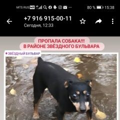 Подробнее об объявлении «Пропала собака кобель Москва» Фото: пропала собака Той-терьер «Пропала собака кобель Москва» в г. Москва