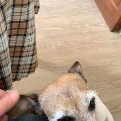 Подробнее об объявлении «Пропала собака Электросталь» Фото: пропала собака Джек рассел терьер «Пропала собака Электросталь» в г. Электросталь