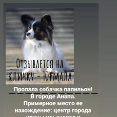 Подробнее об объявлении «Анапа Пропала собака» Фото: пропала собака Папильон ( папийон) «Анапа Пропала собака» в г. Анапа