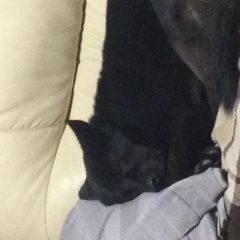 Подробнее об объявлении «Пропала собака кобель Нижний Новгород» Фото: пропала собака Восточно-европейская овчарка «Пропала собака кобель Нижний Новгород» в г. Нижний Новгород