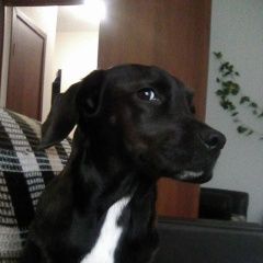 Подробнее об объявлении «Пропала собака Ломоносов» Фото: пропала собака  «Пропала собака Ломоносов» в г. Ломоносов