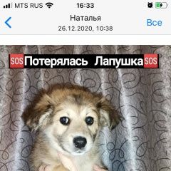 Подробнее об объявлении «Краснодар Пропала собака» Фото: пропала собака  «Краснодар Пропала собака» в г. Краснодар