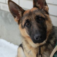Подробнее об объявлении «Пропала собака Калининск» Фото: пропала собака Немецкая овчарка «Пропала собака Калининск» в г. Калининск