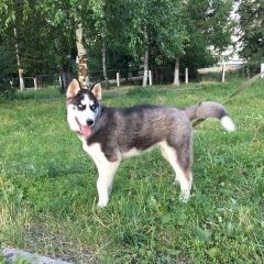 Подробнее об объявлении «Пенза Пропала собака кобель хаски по кличке арчи» Фото: пропала собака Сибирская хаски «Пенза Пропала собака кобель хаски по кличке арчи» в г. Пенза