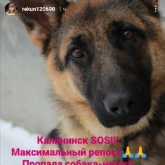 Подробнее об объявлении «Пропала собака немецкая овчарка Калининск» Фото: пропала собака Немецкая овчарка «Пропала собака немецкая овчарка Калининск» в г. Калининск