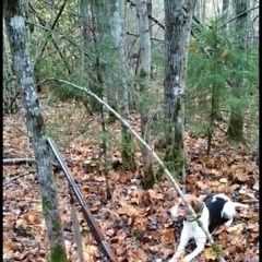 Подробнее об объявлении «Жиздра Пропала собака пегая гончая» Фото: пропала собака Гончая «Жиздра Пропала собака пегая гончая» в г. Жиздра