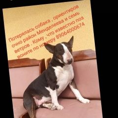 Подробнее об объявлении «Волгоград Пропала собака помогите найти собаку» Фото: пропала собака Бультерьер «Волгоград Пропала собака помогите найти собаку» в г. Волгоград