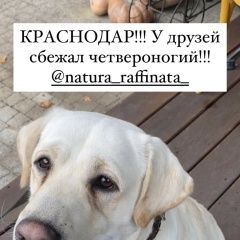 Подробнее об объявлении «Краснодар Пропала собака кобель» Фото: пропала собака Лабрадор ретривер «Краснодар Пропала собака кобель» в г. Краснодар