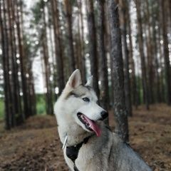 Подробнее об объявлении «Пропала собака Нижний Новгород» Фото: пропала собака Сибирская хаски «Пропала собака Нижний Новгород» в г. Нижний Новгород